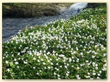 Anemonenblüte am Schwarzbach